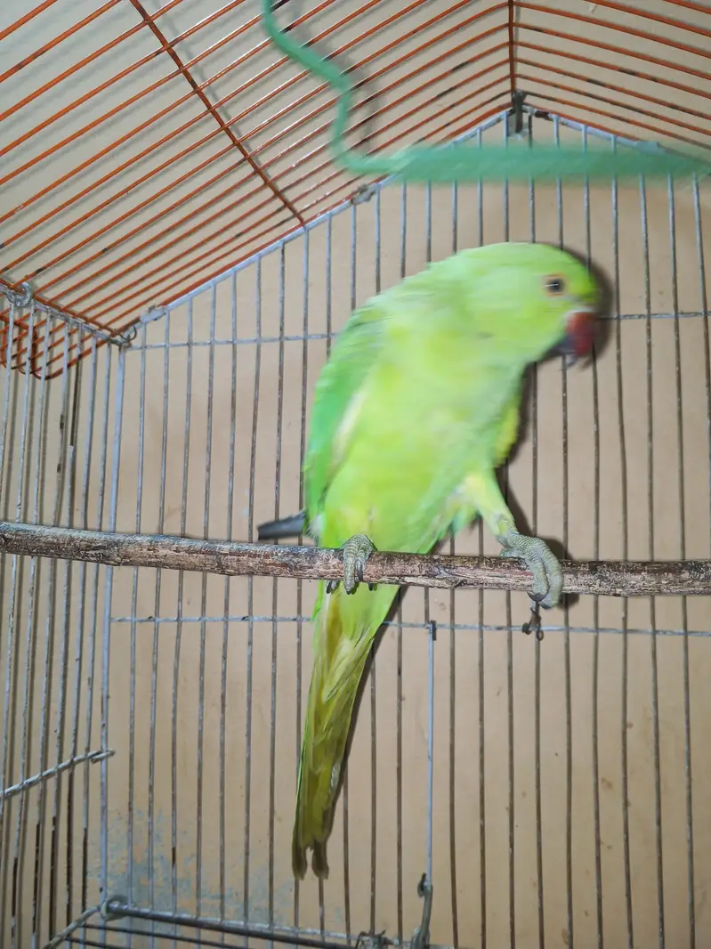 Ringneck 2 parrots — photo 2