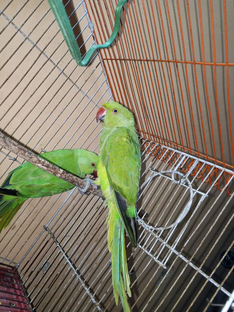 Ringneck 2 parrots — photo 3