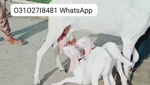 2 Bacchon ka sath Rajanpuri Bakri For Sale/ O31O27I8481