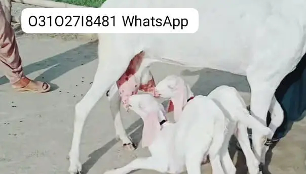 2 Bacchon ka sath Rajanpuri Bakri For Sale/ O31O27I8481