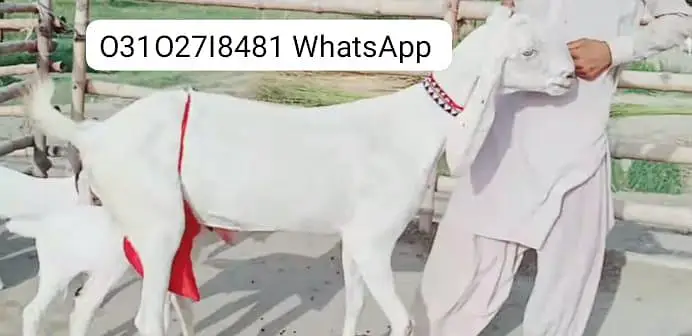 2 Bacchon ka sath Rajanpuri Bakri For Sale/ O31O27I8481 — photo 2