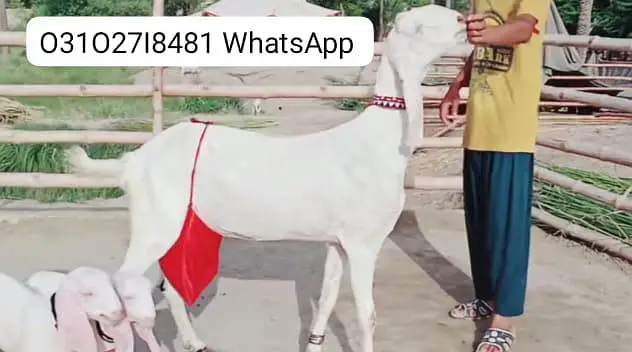 2 Bacchon ka sath Rajanpuri Bakri For Sale/ O31O27I8481 — photo 3