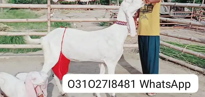 2 Bacchon ka sath Rajanpuri Bakri For Sale/ O31O27I8481 — photo 4