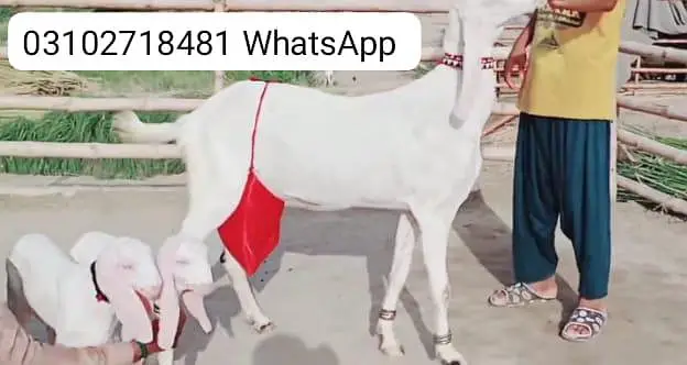 2 Bacchon ka sath Rajanpuri Bakri For Sale/ O31O27I8481 — photo 5