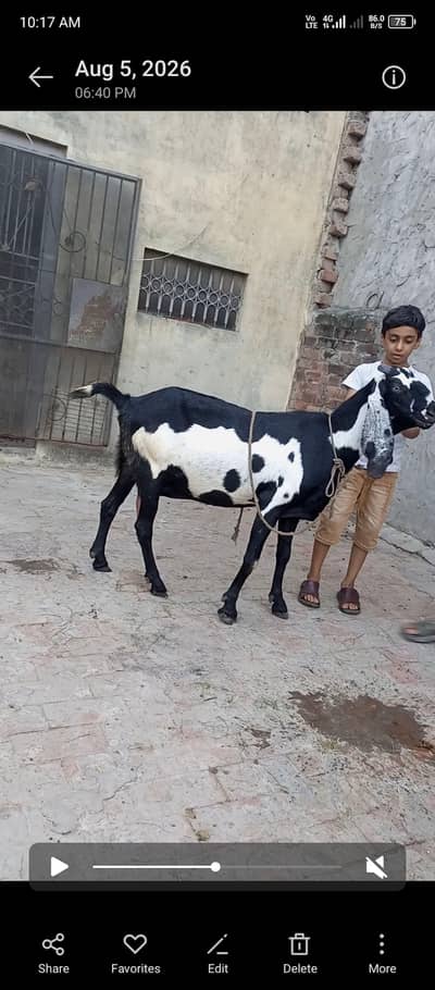 Amritsari beetal bakri gaban 2.5 month ki