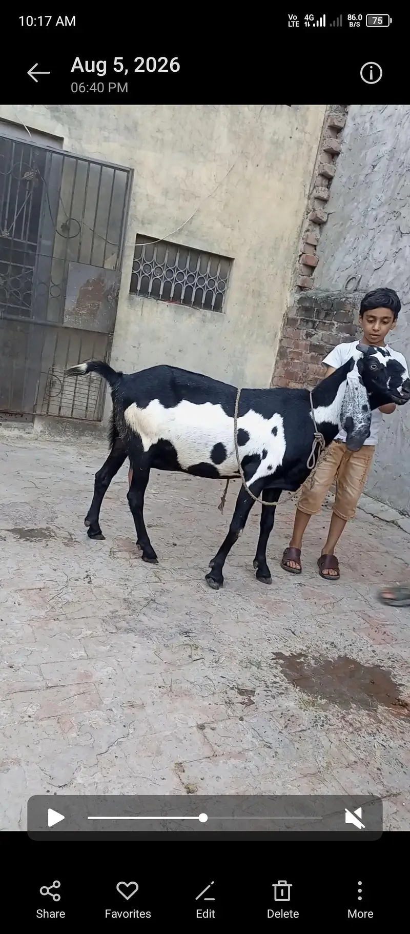 Amritsari beetal bakri gaban 2.5 month ki
