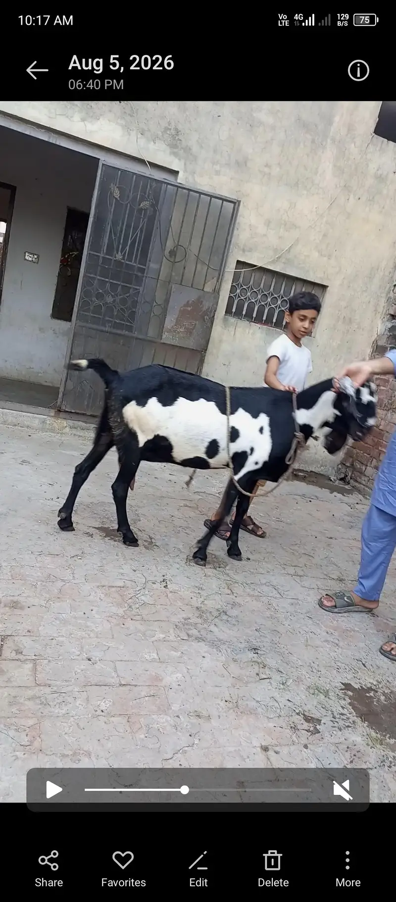 Amritsari beetal bakri gaban 2.5 month ki — photo 2