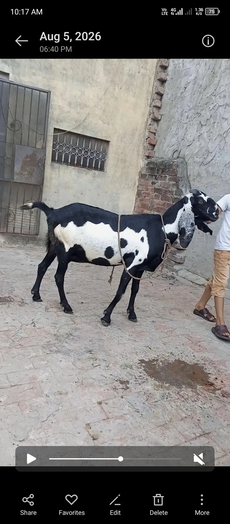 Amritsari beetal bakri gaban 2.5 month ki — photo 3