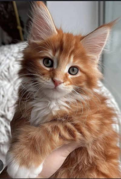 Premium Maine Coon Cats & Kittens | imported kittens _ quality cat