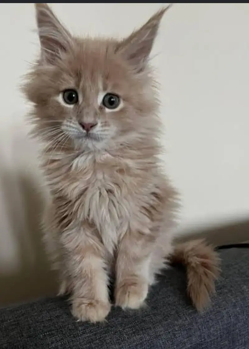 Premium Maine Coon Cats & Kittens | imported kittens — photo 2