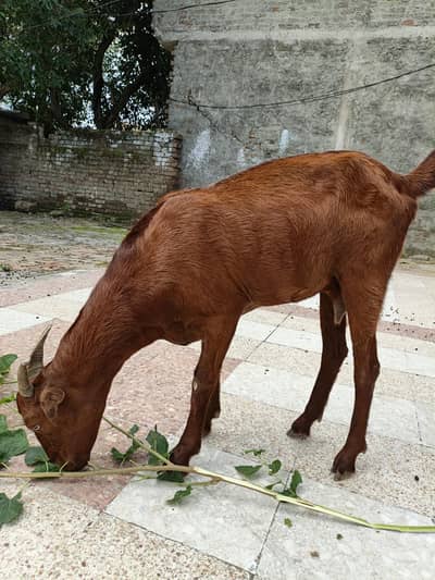 2 Goats for sale price 50000 what's number 03355120092