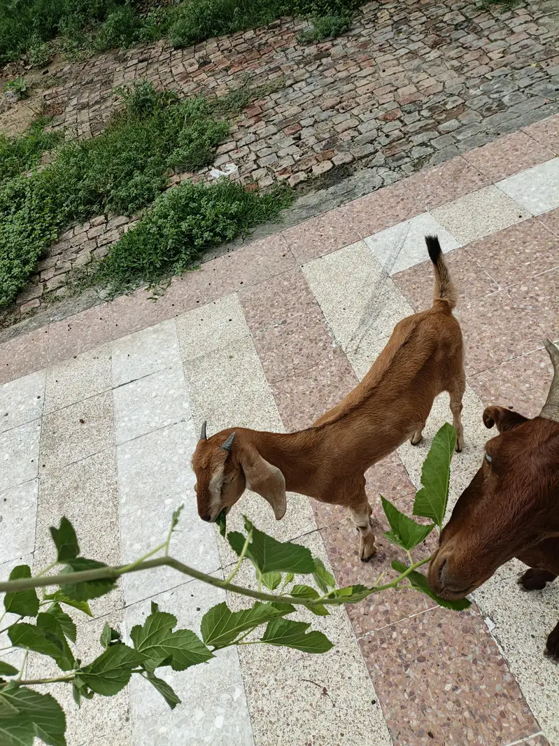 2 Goats for sale price 50000 what's number 03355120092 — photo 3