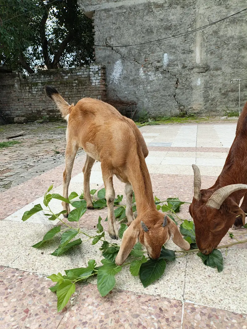 2 Goats for sale price 50000 what's number 03355120092 — photo 4