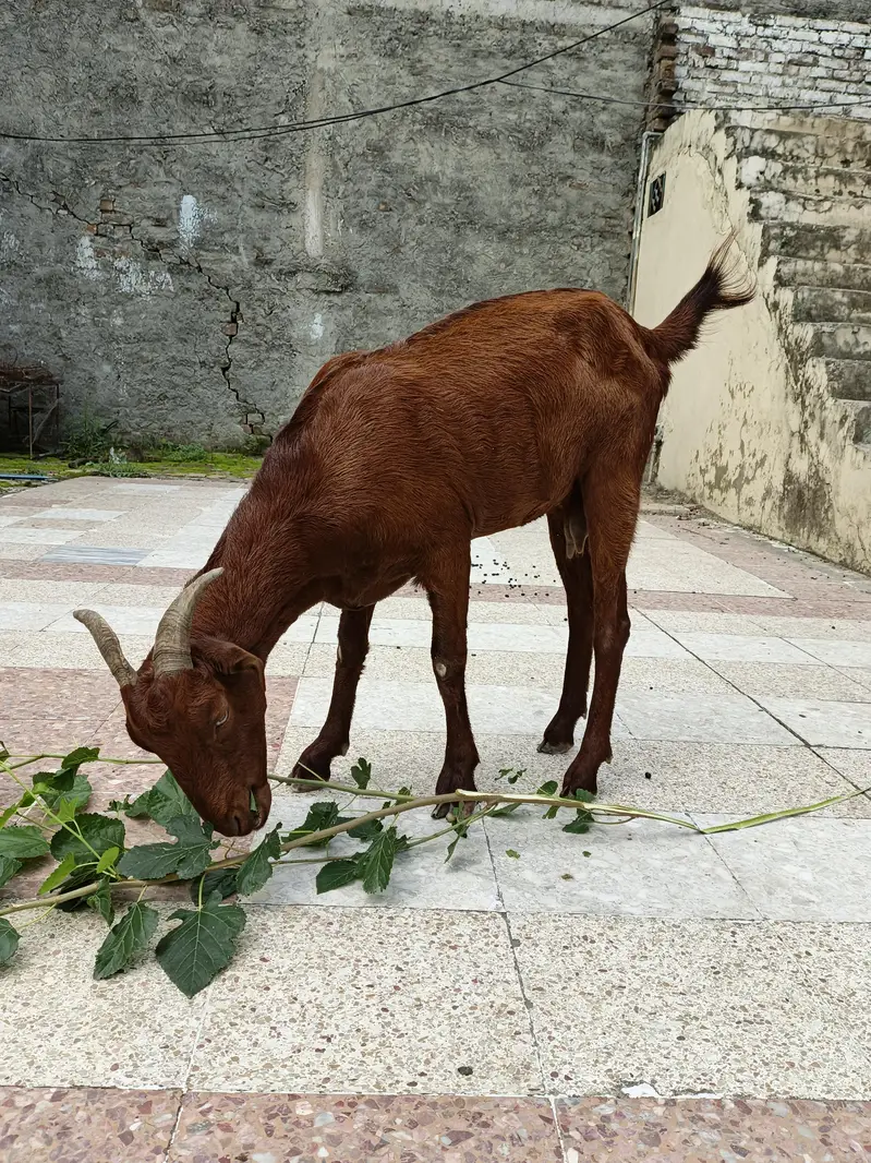 2 Goats for sale price 50000 what's number 03355120092 — photo 5