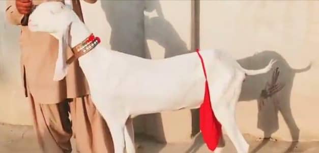 gulabi bakri 2 bacho wali sale number 0322,,6337,,538