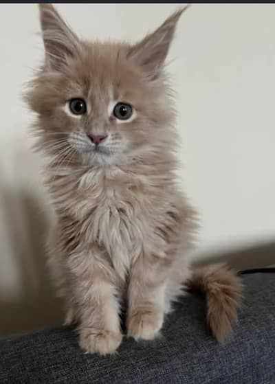 Premium Maine Coon Cats & Kittens | imported kittens _high quality