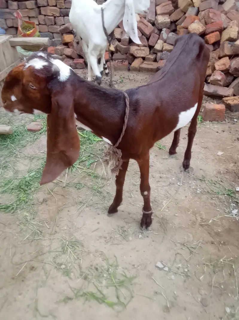 Arjun sale for goats — photo 2