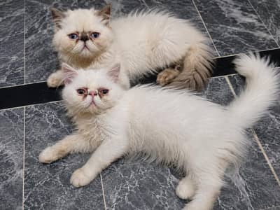 Persian Piki  Face Female |  Kittens (Himalayan & Persian)