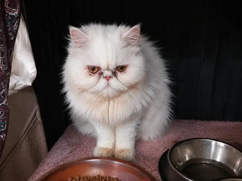 Persian Piki  Face Female |  Kittens (Himalayan & Persian) — photo 2