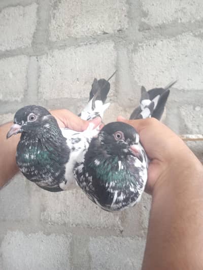 pigeons for sale