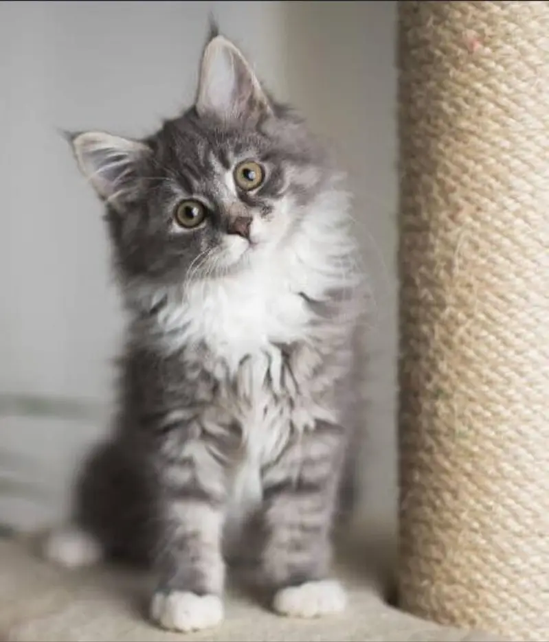 Premium Maine Coon Cats & Kittens | imported kittens — photo 4