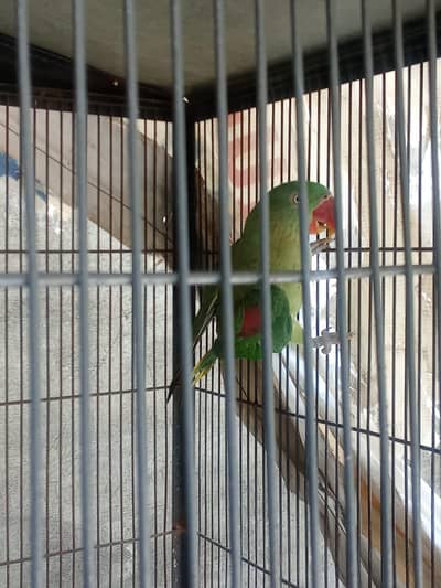 raw parrot