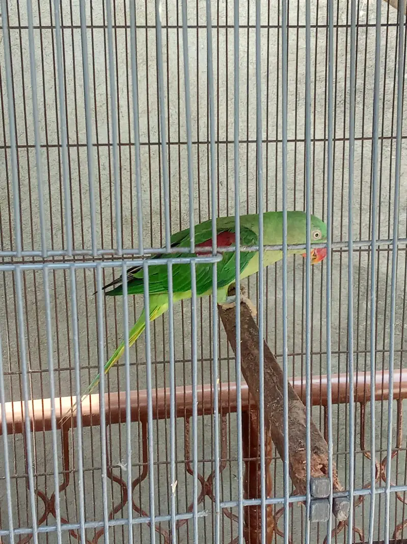 raw parrot — photo 2