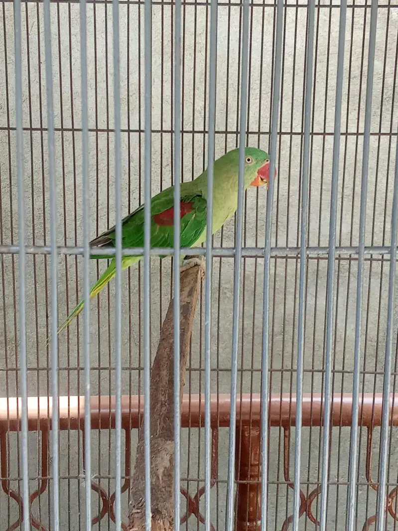 raw parrot — photo 3