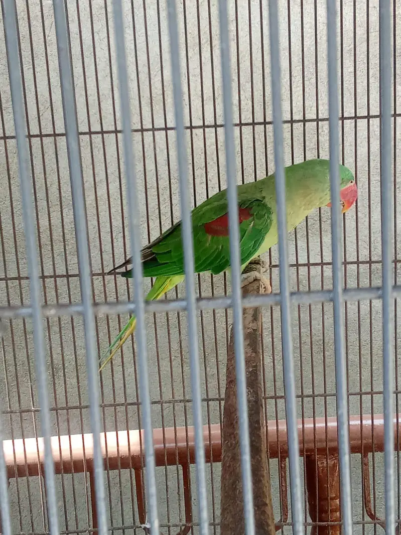 raw parrot — photo 4