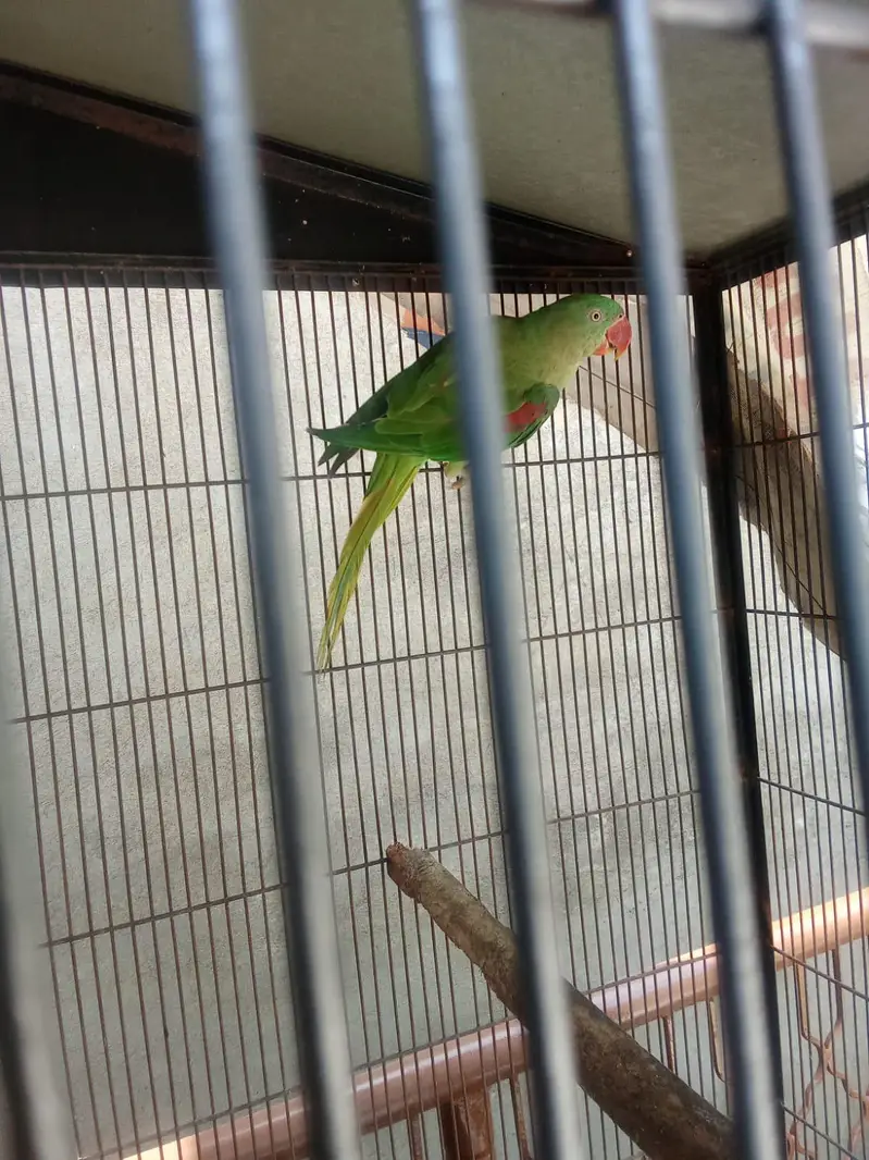 raw parrot — photo 5