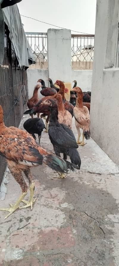 pure aseel pathy and pathia