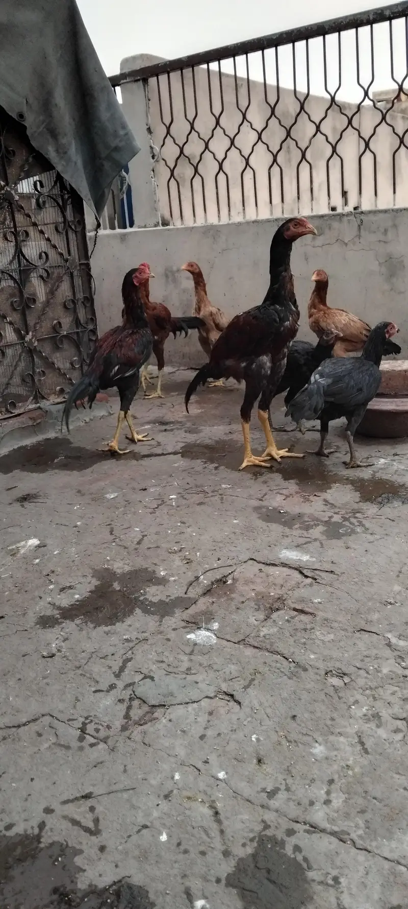 pure aseel pathy and pathia — photo 2
