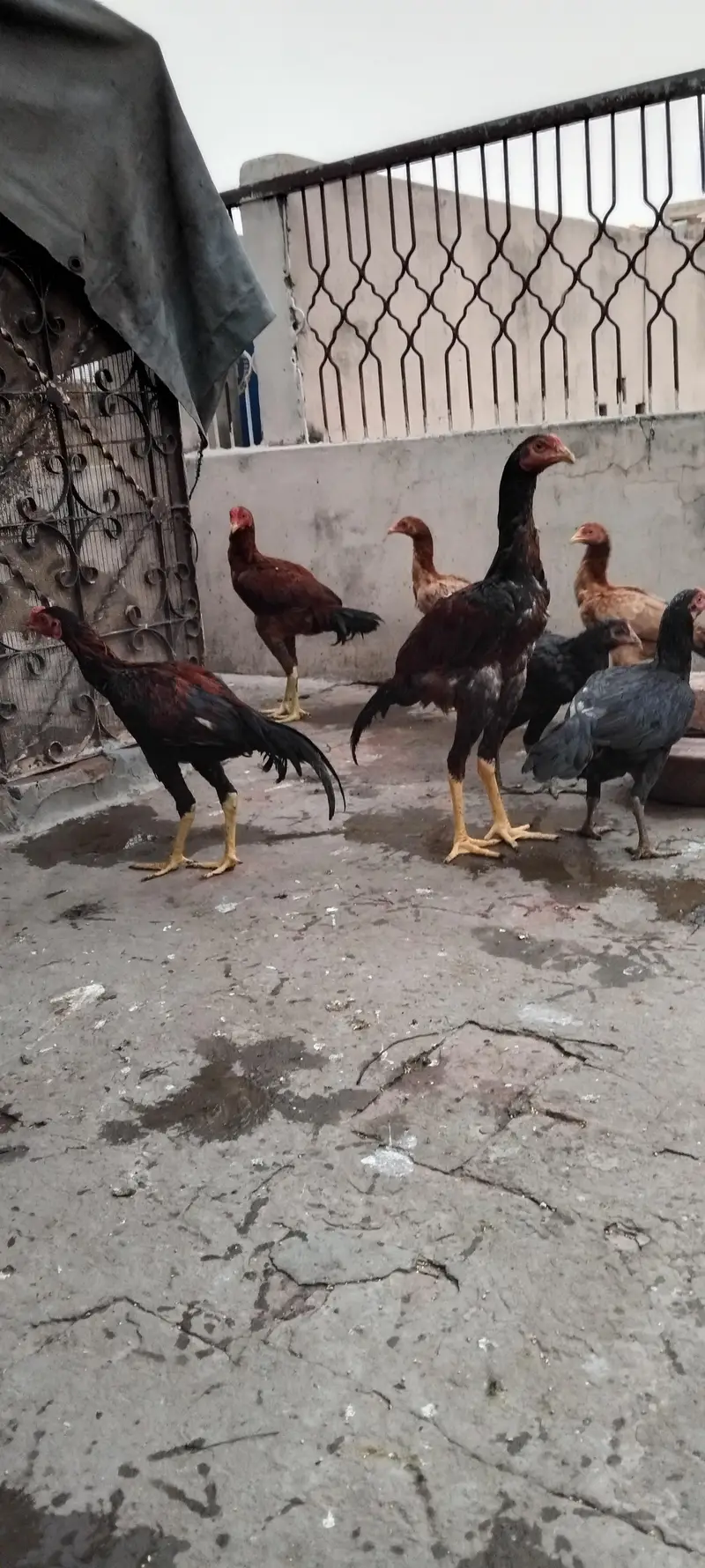 pure aseel pathy and pathia — photo 3