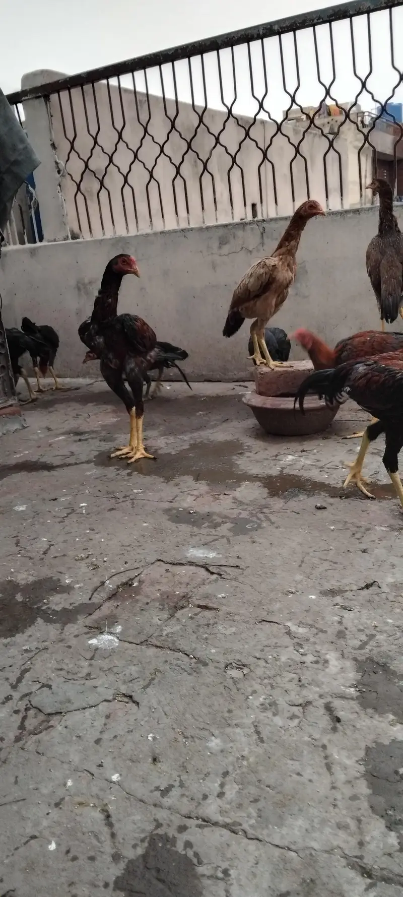 pure aseel pathy and pathia — photo 4