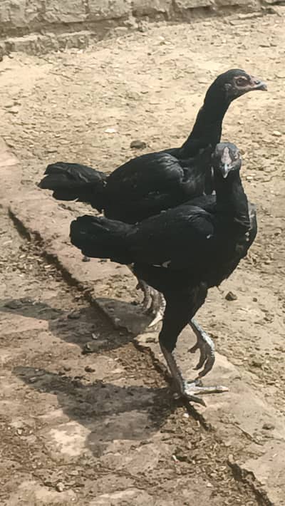Thai aseel pkoye murghiya for sale