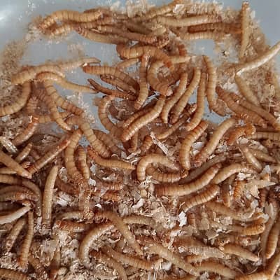 Mealworms