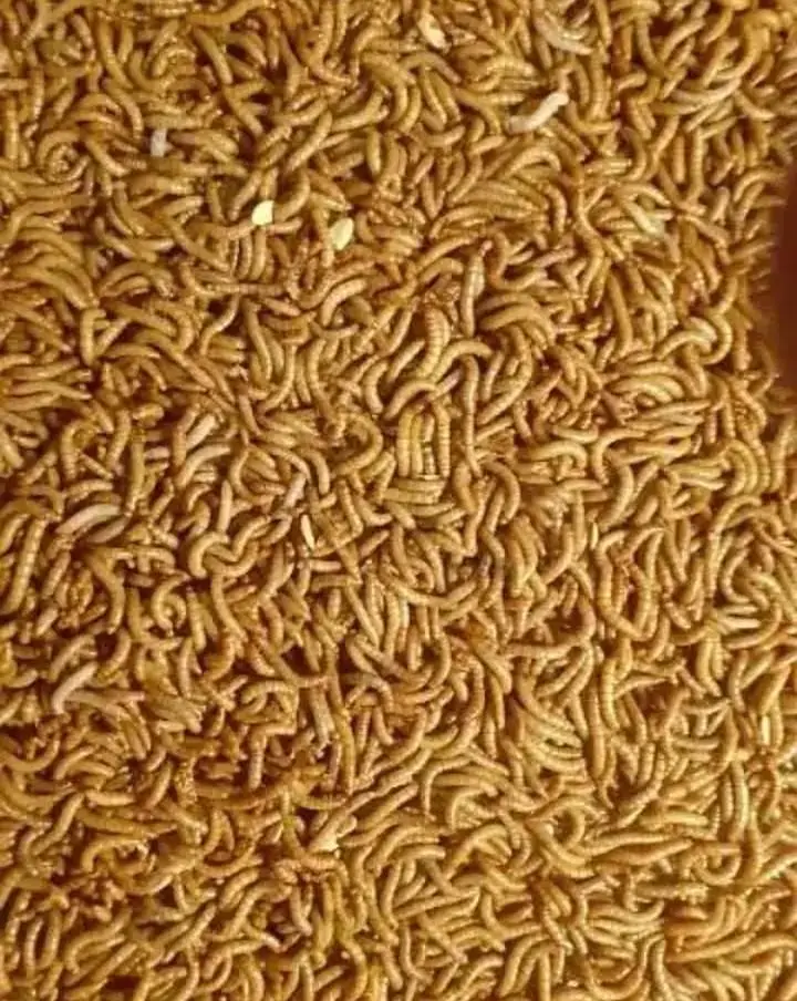 Mealworms — photo 2