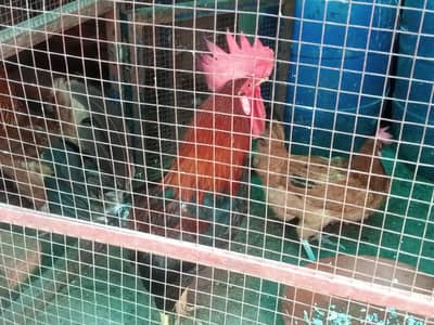 egg laying Hens healthy and Active