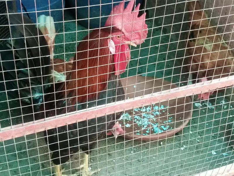egg laying Hens healthy and Active — photo 2