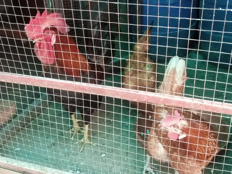egg laying Hens healthy and Active — photo 3