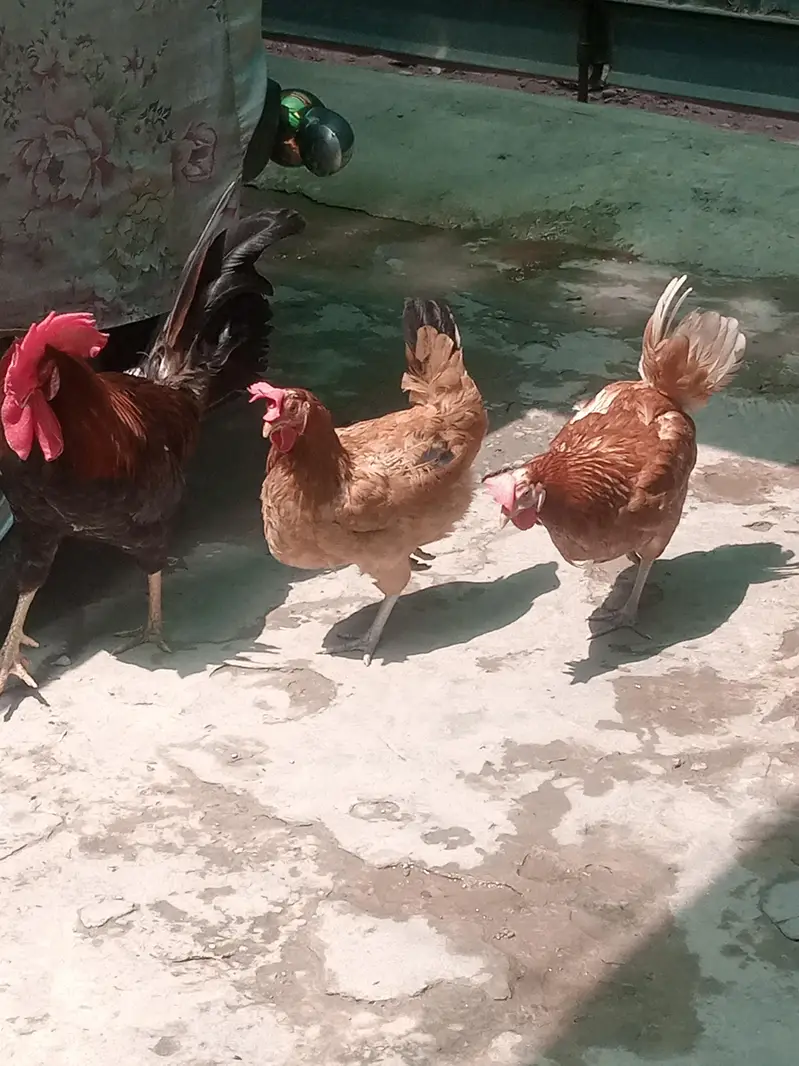 egg laying Hens healthy and Active — photo 4