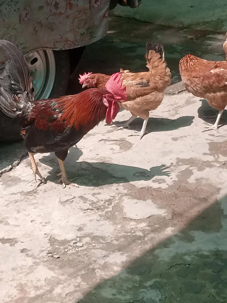 egg laying Hens healthy and Active — photo 5