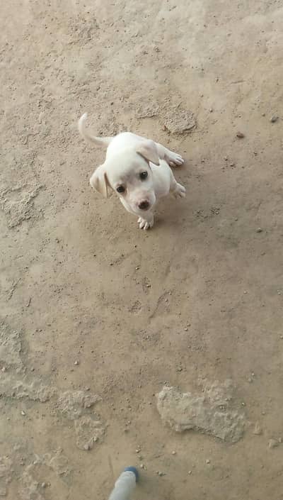 Russian cross female puppy urgent for sale