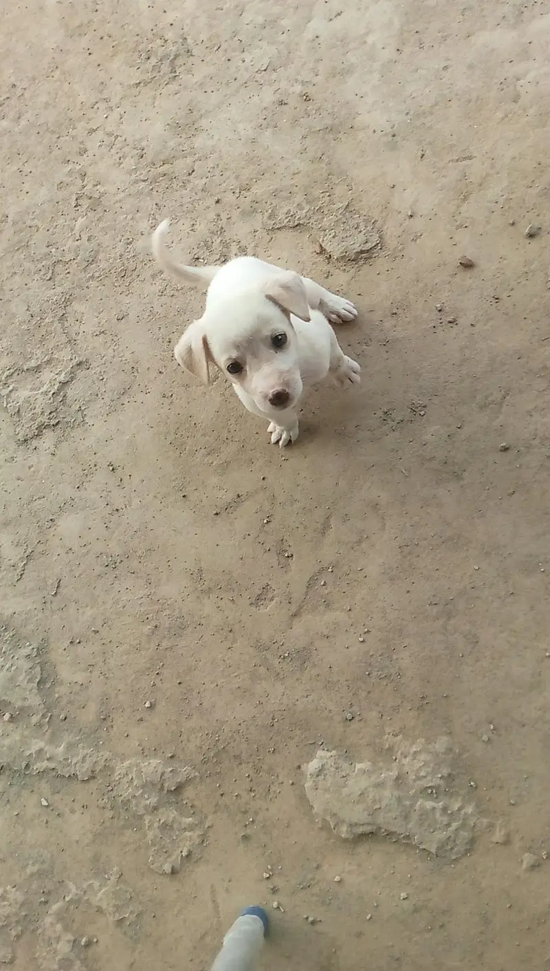 Russian cross female puppy urgent for sale