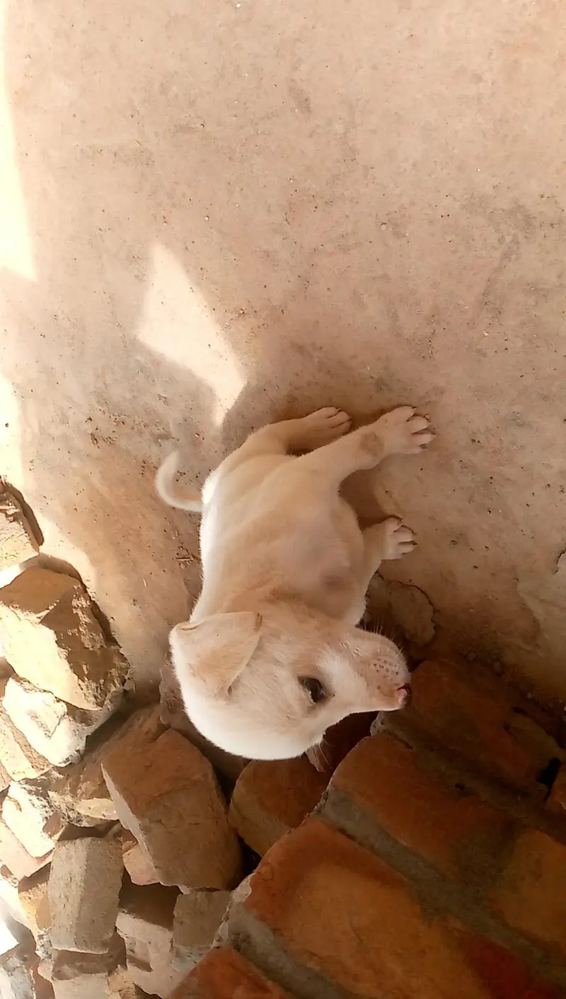 Russian cross female puppy urgent for sale — photo 2