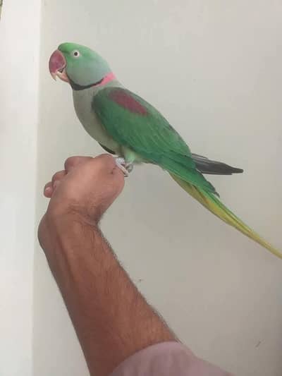 raw parrot male hand Tame