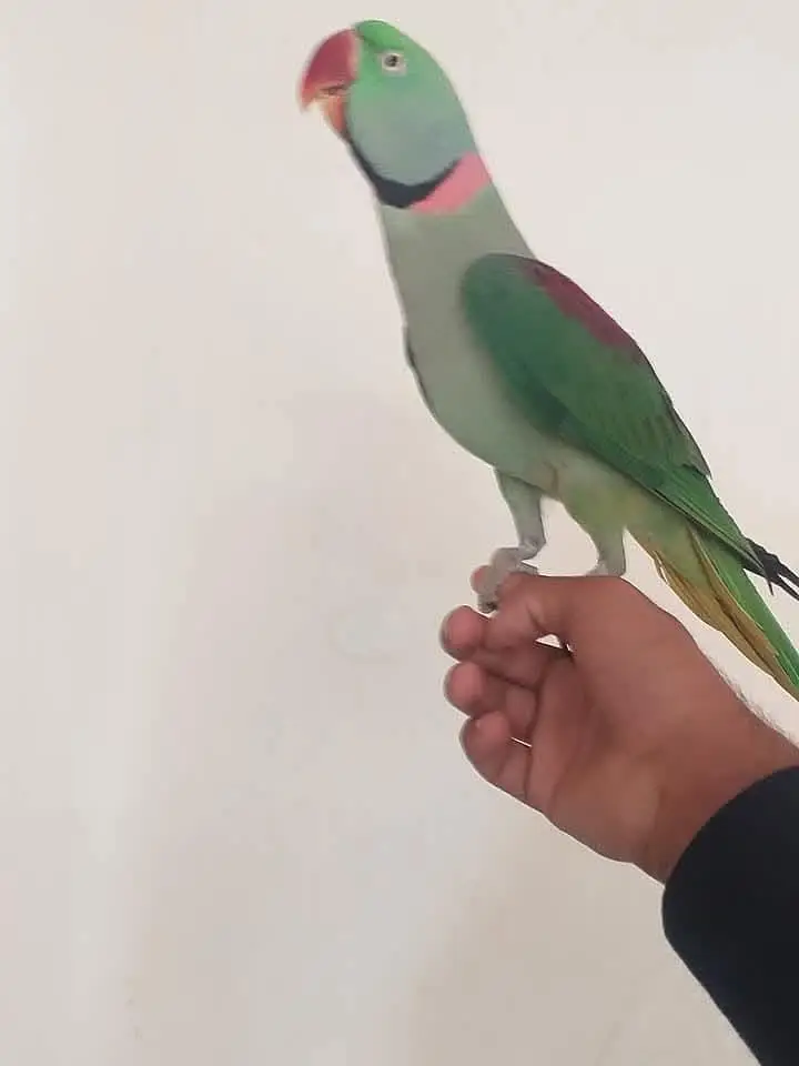 raw parrot male hand Tame — photo 2