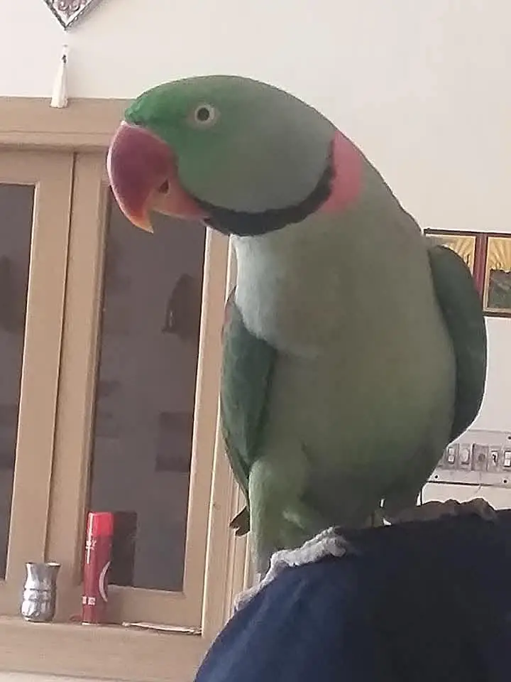 raw parrot male hand Tame — photo 3