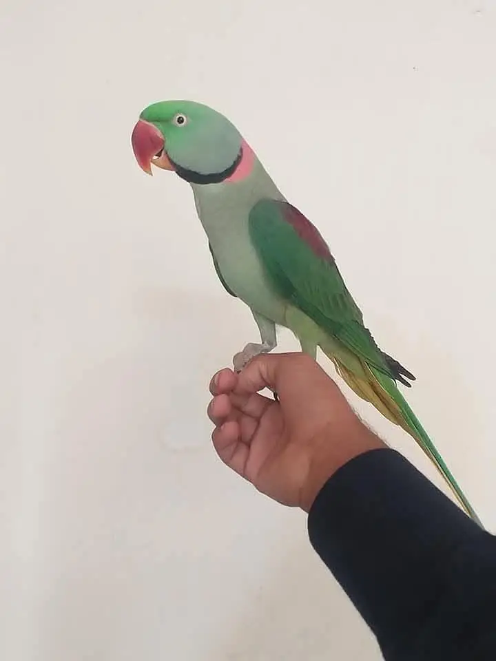 raw parrot male hand Tame — photo 4