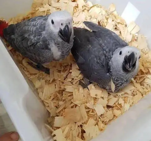 African grey parrot chicks for sale (03120454618) — photo 2